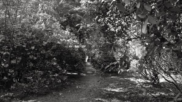 Bois des Moutiers (181) Mai 2012